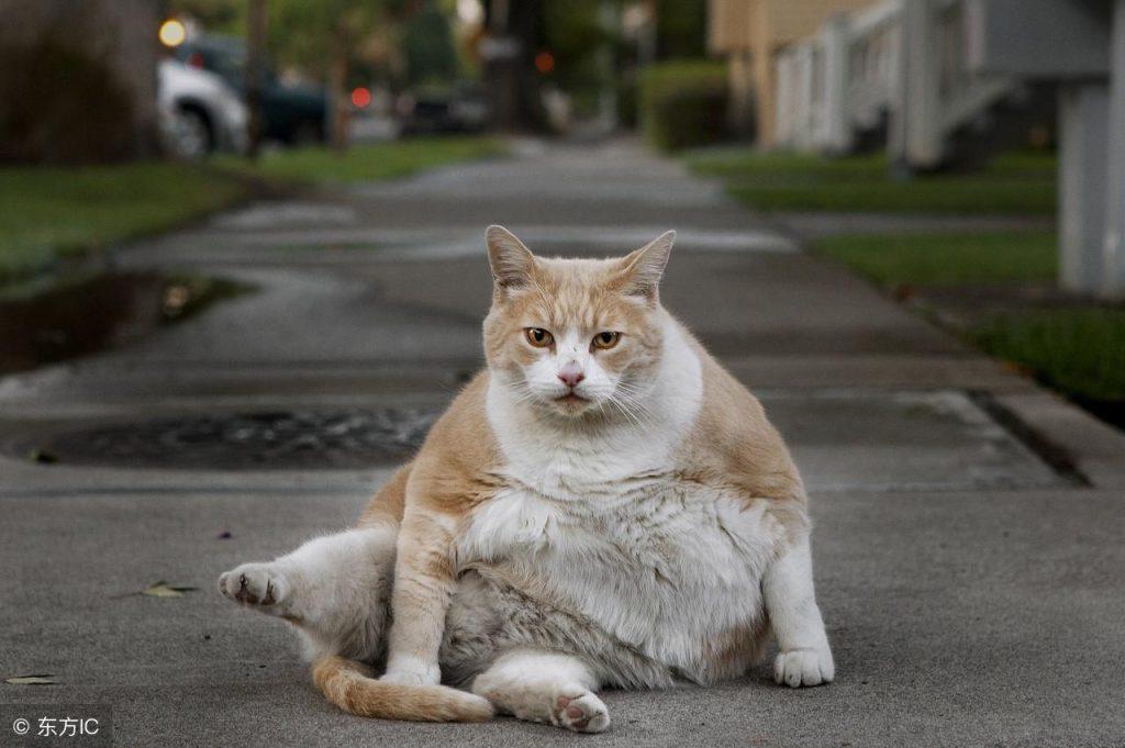 猫一天吃的比人都多，太胖的猫不健康