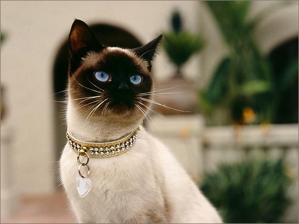 以前王公贵族才有资格饲养的暹罗猫，为什么还是没有美短英短“受欢迎”？