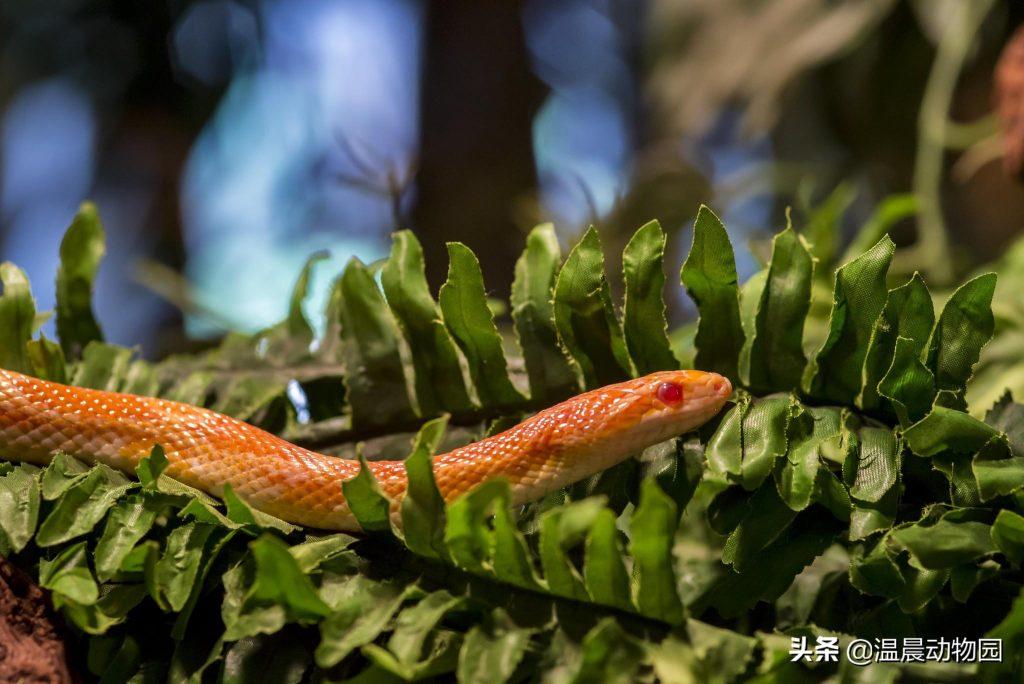 新手想养蛇需要注意什么？事先了解蛇的种类和生活习性，玉米蛇觉得如何？