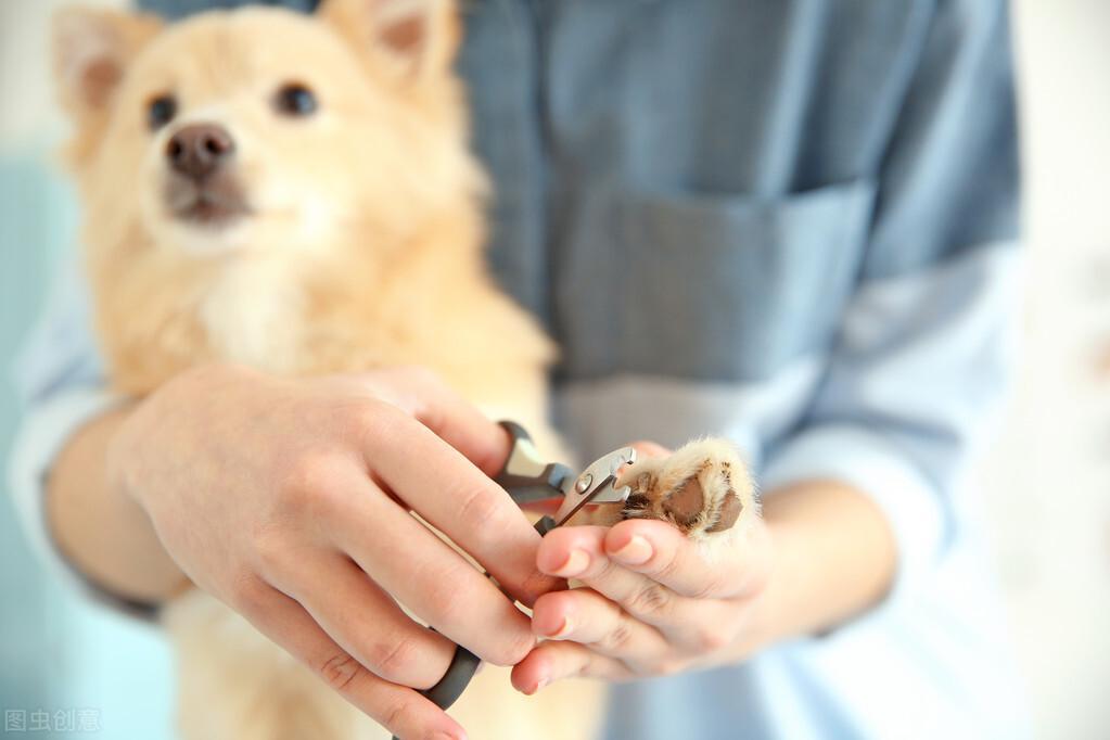 狗狗剪指甲教程来了！只需4步，狗狗为什么这么抗拒剪指甲？
