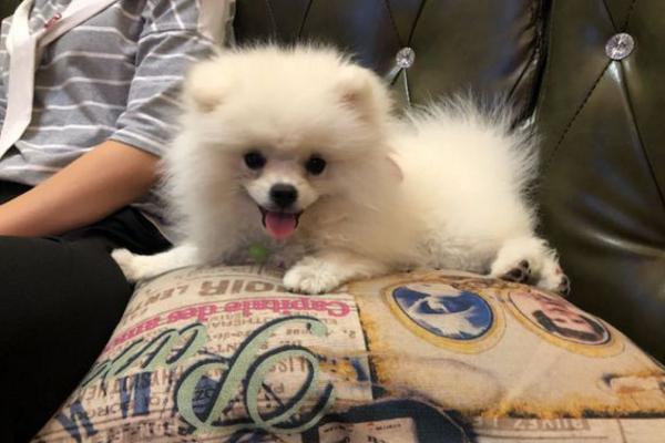 想买博美却被忽悠买成了银狐犬？快来看看这两种有啥区别吧！