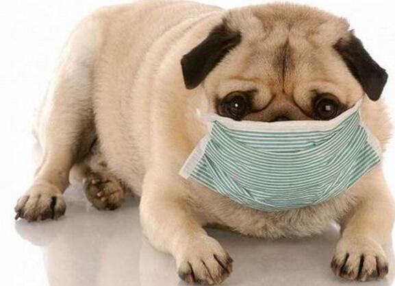 如何判断狗狗是否感冒？宠物家庭护理指南