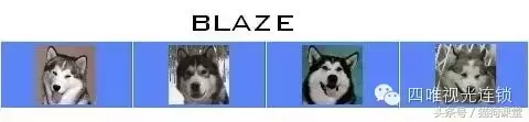 阿拉斯加犬有多少种脸型？