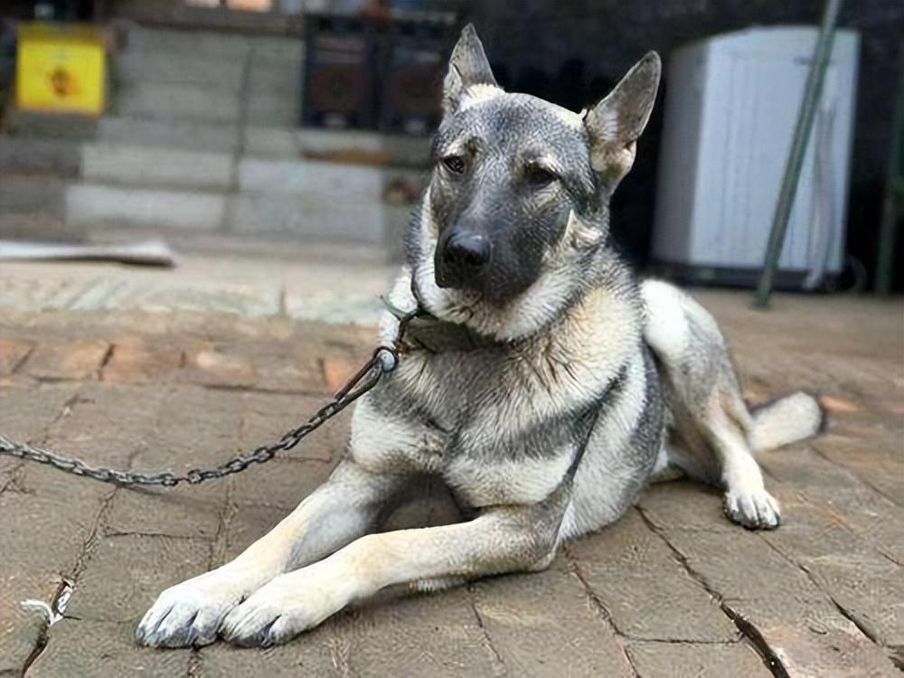狼青犬的优点有什么？狼青犬有什么缺点？
