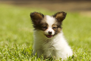 饲养蝴蝶犬，这些“细节”你不得不注意