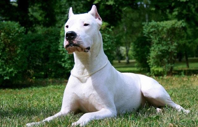 哪种狗狗,才能称得上超级猛犬?狗狗咬合力排名,比特犬在第13 哪种狗狗,才能称得上超级猛犬?狗狗咬合力排名,比特犬在第13