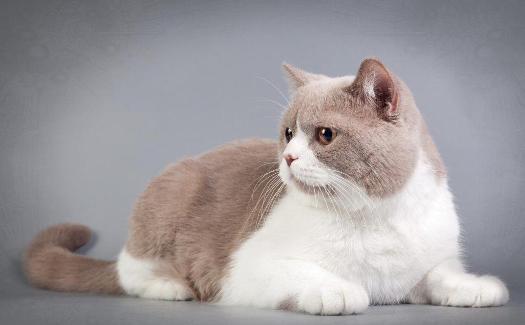 盘点世界上60种可爱的猫咪,各种各样的,有你喜欢的吗? 盘点世界上60种可爱的猫咪,各种各样的,有你喜欢的吗?