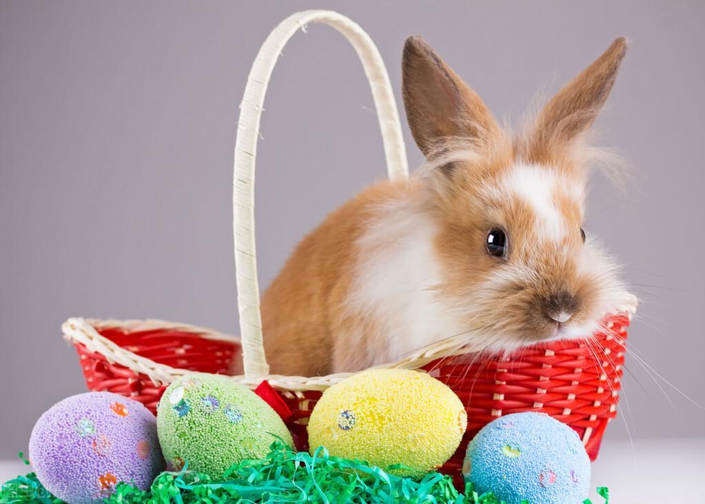 兔子一天吃多少粮食？兔子喂养需要注意什么呢？