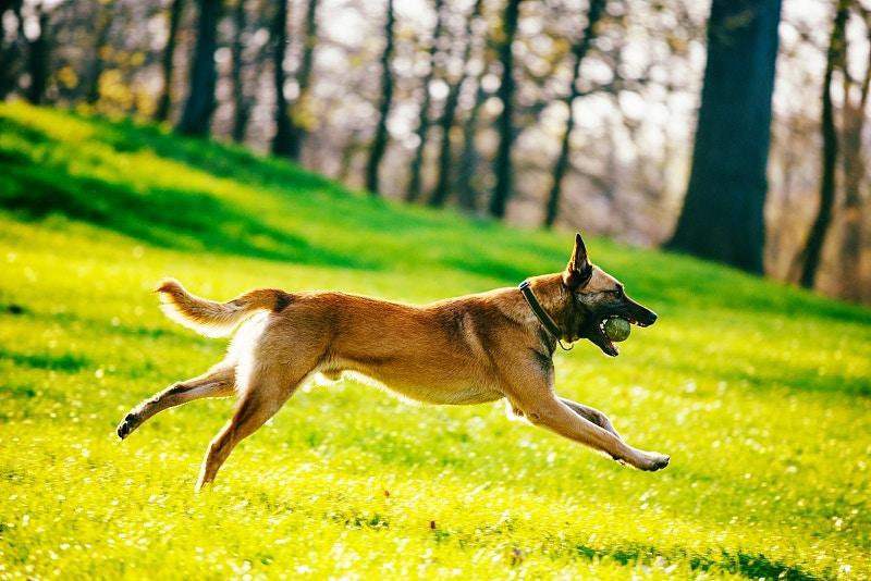 哪种狗狗，才能称得上超级猛犬？狗狗咬合力排名，比特犬在第13