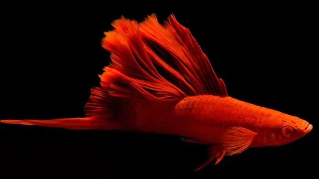 这么漂亮的红箭鱼，在饲养时要小心翼翼（红箭鱼哪个品种好看）