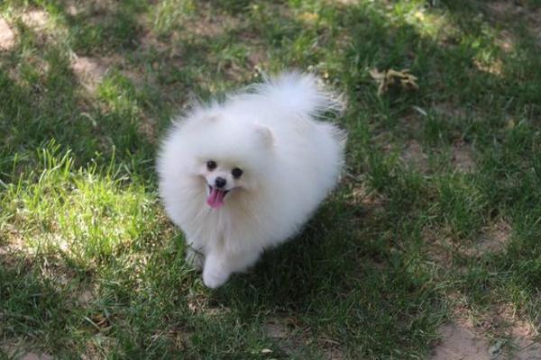 想买博美却被忽悠买成了银狐犬？快来看看这两种有啥区别吧！