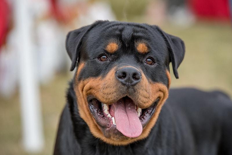 哪种狗狗，才能称得上超级猛犬？狗狗咬合力排名，比特犬在第13