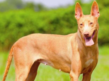 盘点全球最贵的10大宠物狗，买得起养不起