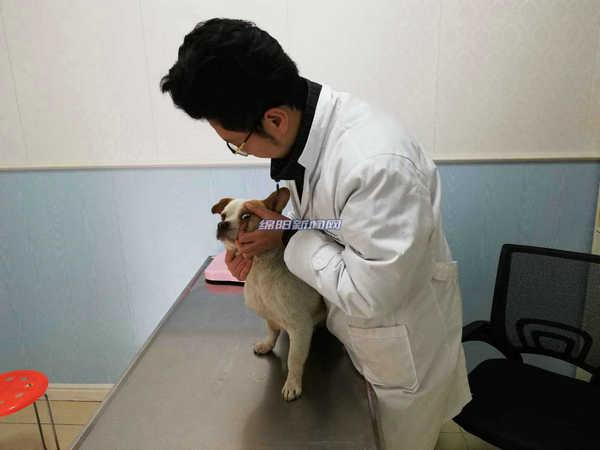 小狗住院8天花费3000元，宠物看病为何这么贵？
