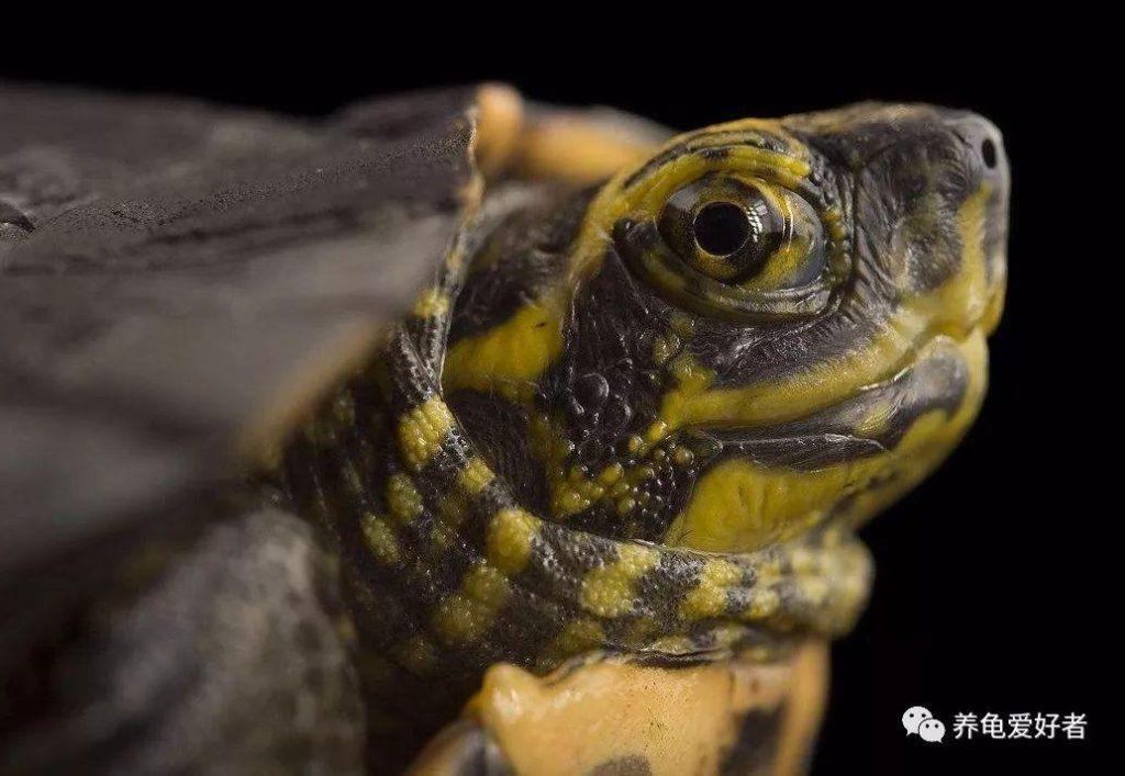 龟的投喂量要多少才合适？如何正确的饲养乌龟？