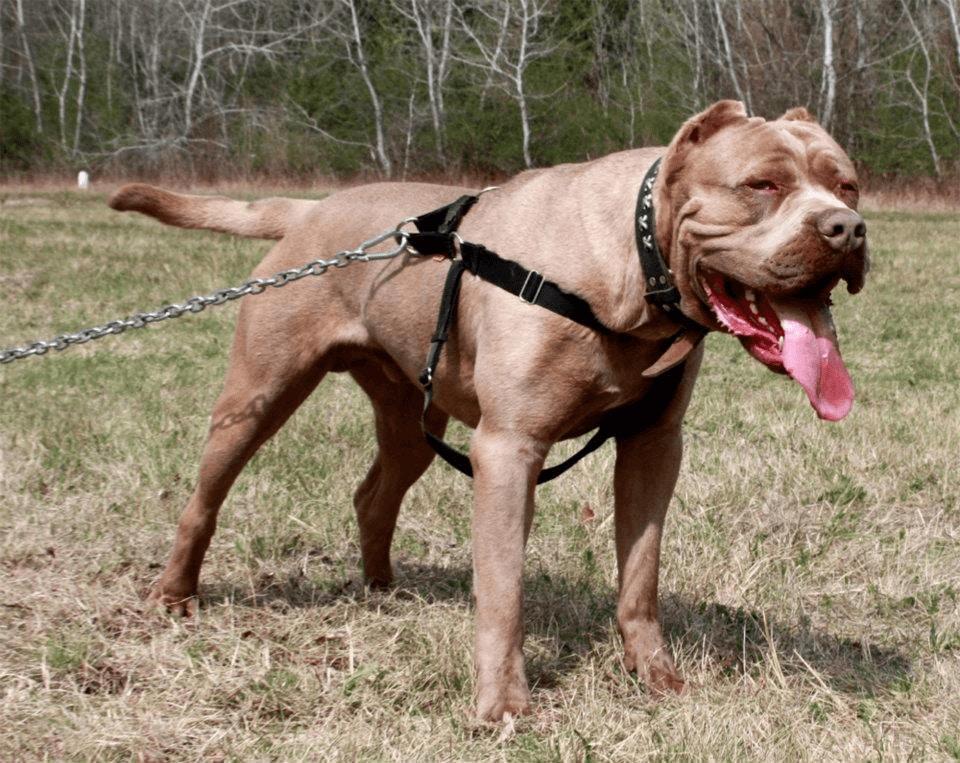 哪种狗狗,才能称得上超级猛犬?狗狗咬合力排名,比特犬在第13 哪种狗狗,才能称得上超级猛犬?狗狗咬合力排名,比特犬在第13