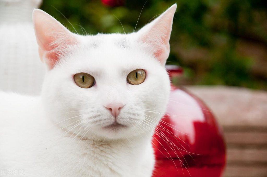 猫咪眼睛有眼屎是怎么回事？会好吗？