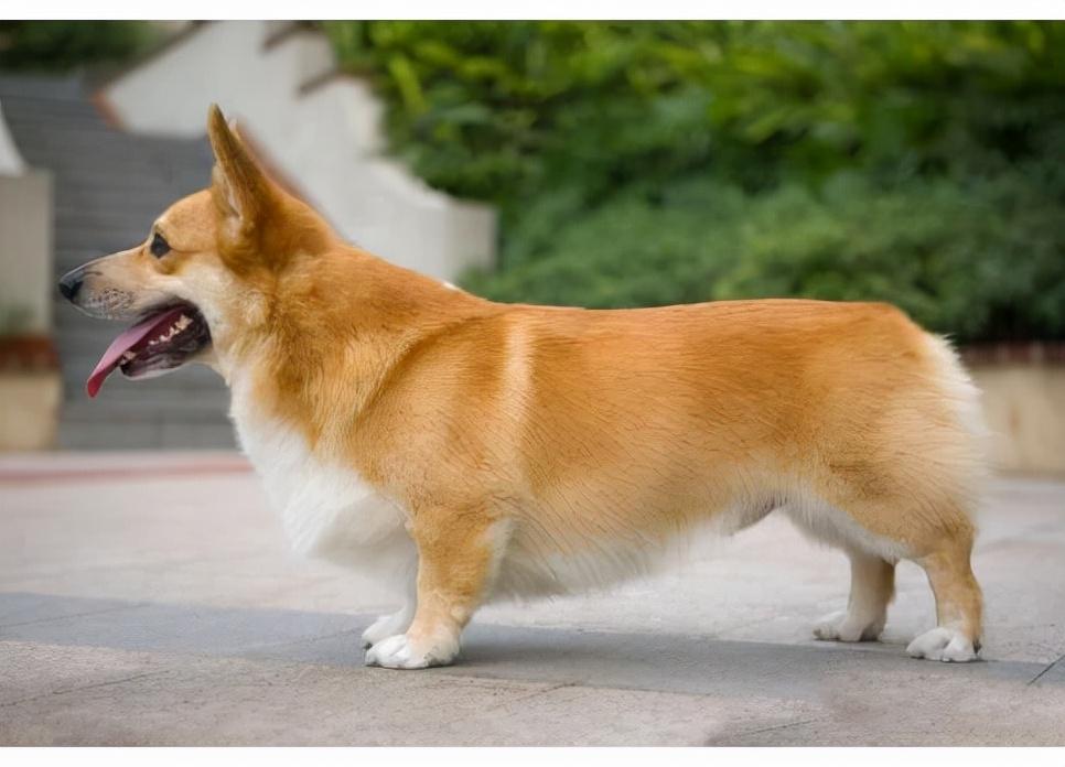 柯基犬纯不纯，看这5个地方就知道，纯种和串串区别大了
