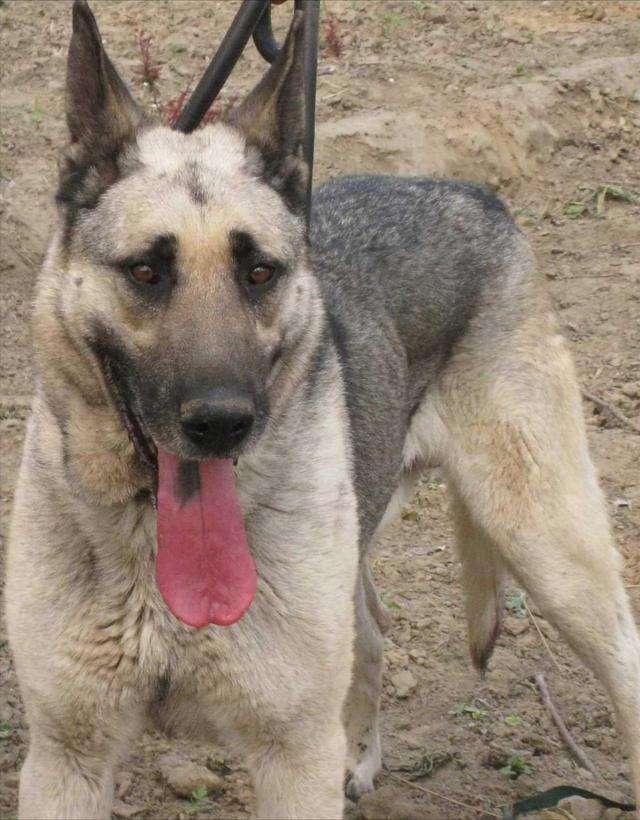 狼青犬的优点有什么？狼青犬有什么缺点？
