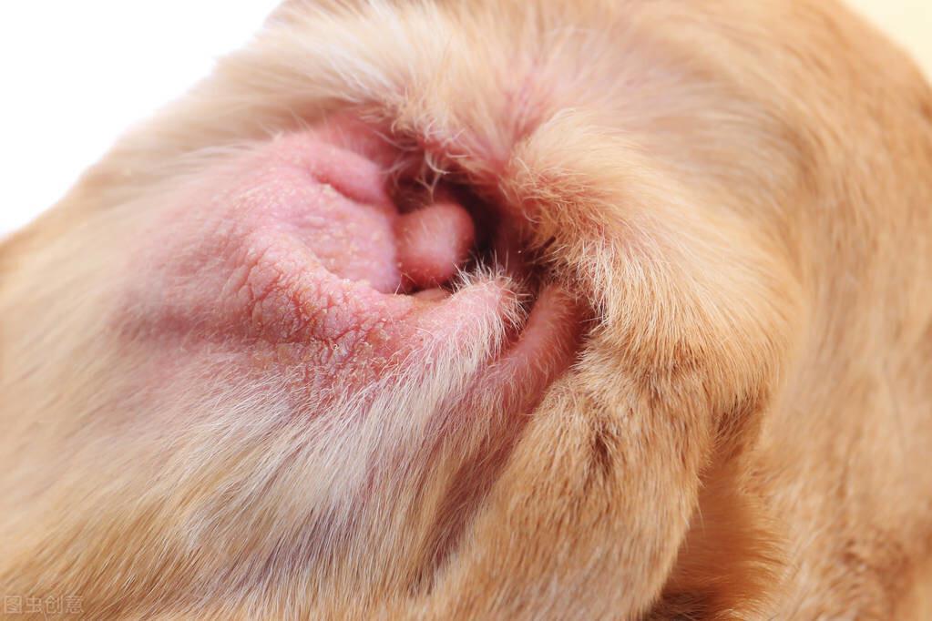 狗狗耳朵发炎了怎么办？治疗狗狗耳道疾病，必须清理耳朵和上药吗？