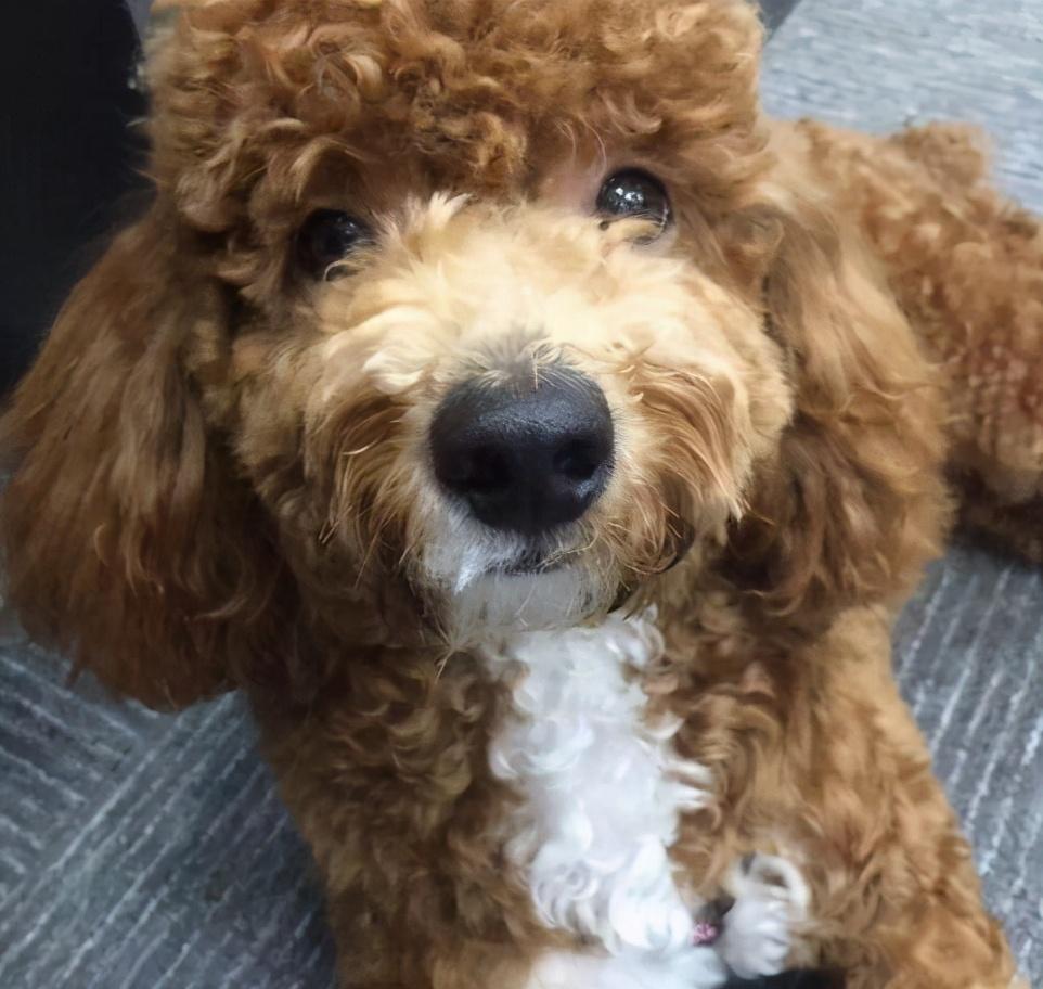 泰迪犬长白毛怎么办?狗狗长白毛的原因 泰迪犬长白毛怎么办?狗狗长白毛的原因