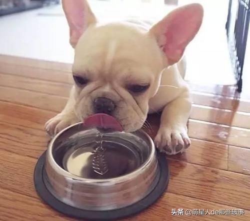 如何给狗狗补充营养?从7大点下手 如何给狗狗补充营养?从7大点下手