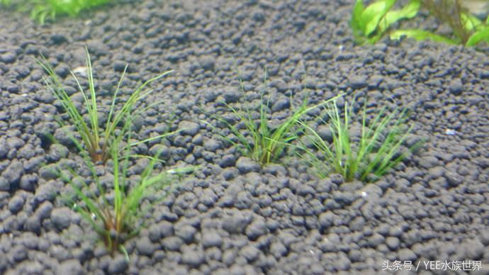 初开草缸的一些注意事项，自己制作水草泥，水清草美鱼自在！