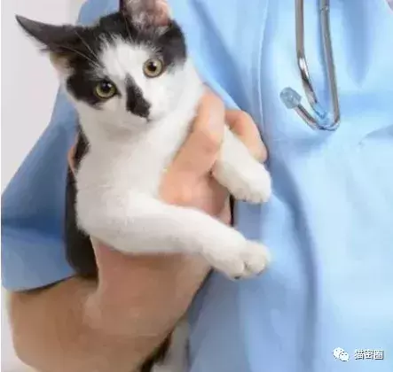 猫咪什么时候需要去医院？医院哪些开销是不必要的？