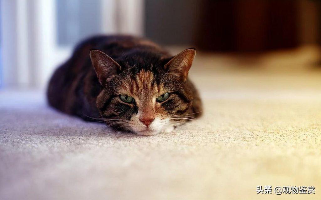 猫生产前的征兆有哪些?猫生产前的表现 猫生产前的征兆有哪些?猫生产前的表现