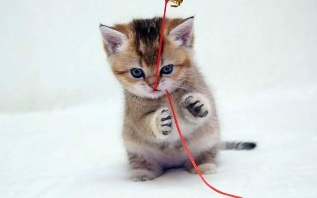 调皮猫咪误吞毛线该怎么办？通过手术黑科技取出误吞毛线