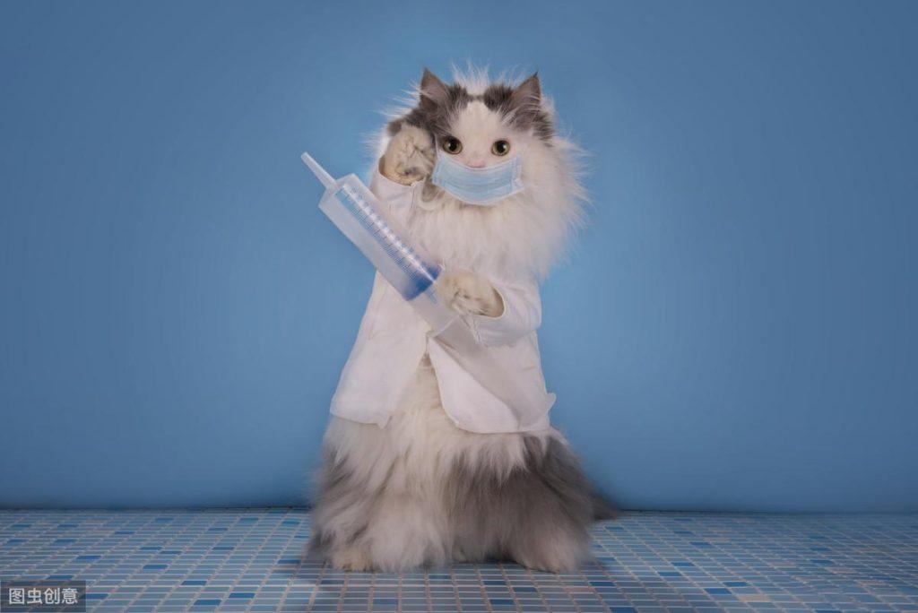 家养猫有必要打疫苗吗？疫苗多久打一次？
