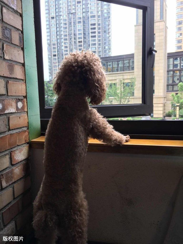 都说“巨型贵宾犬”完美，为什么这么少人养？缺点是什么？
