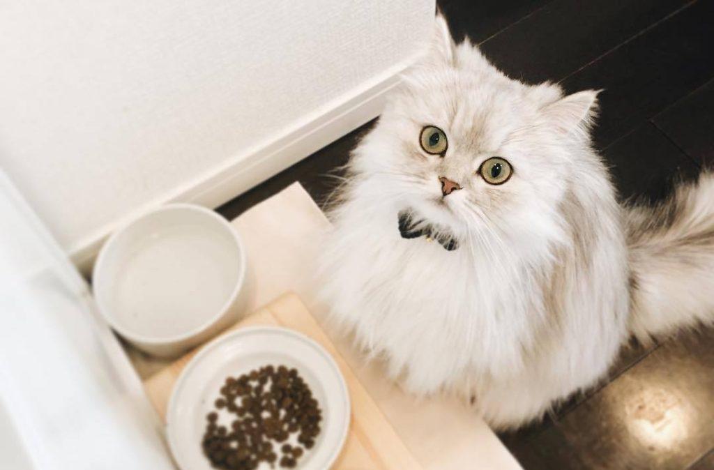 母猫分娩以后食欲差怎么办?解决母猫分娩以后食欲差、拒食的问题 母猫分娩以后食欲差怎么办?解决母猫分娩以后食欲差、拒食的问题