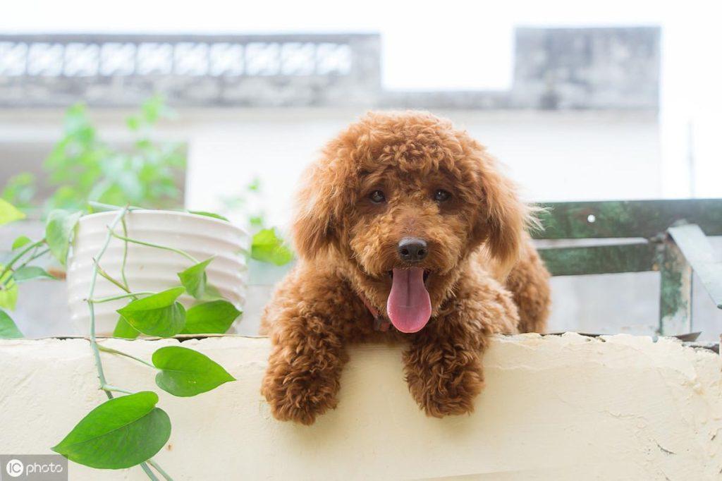 泰迪犬吃多了怎么办？我们喂食方面要注意什么呢？