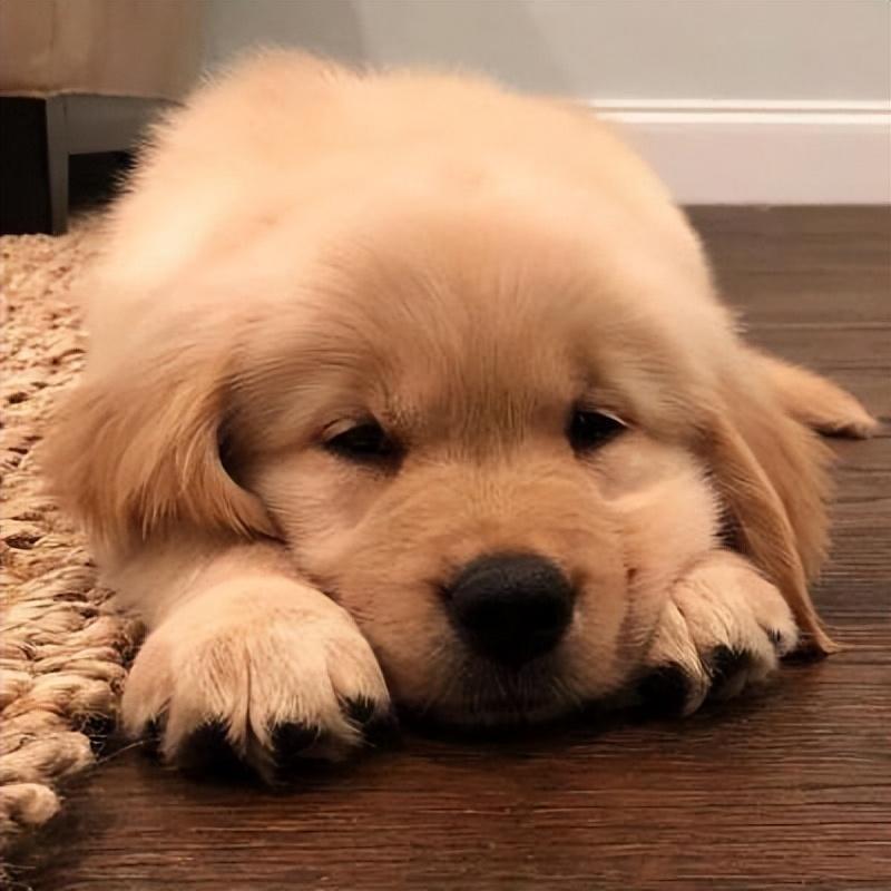 金毛犬呕吐的原因是什么?该怎么办? 金毛犬呕吐的原因是什么?该怎么办?