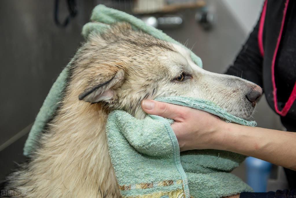 如何帮阿拉斯加洗澡？帮阿拉斯加犬洗澡的几个小技巧