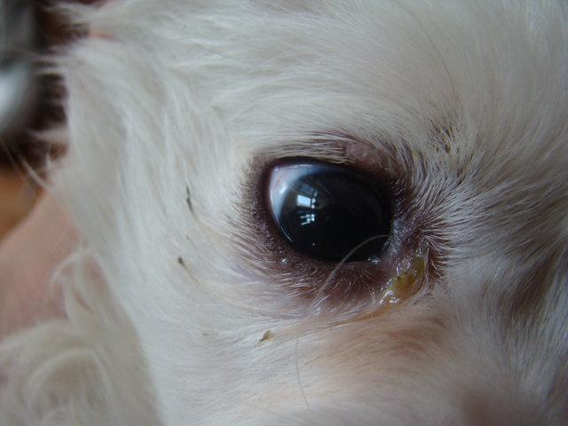狗狗有眼屎怎么办？用药物治疗手段，按时清洁狗狗眼睛