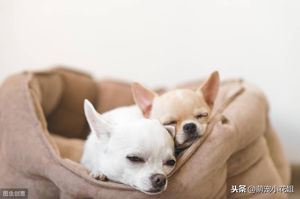 铲屎官如何帮助母犬正确分娩？幼犬无法正常呼吸，该如何解决？