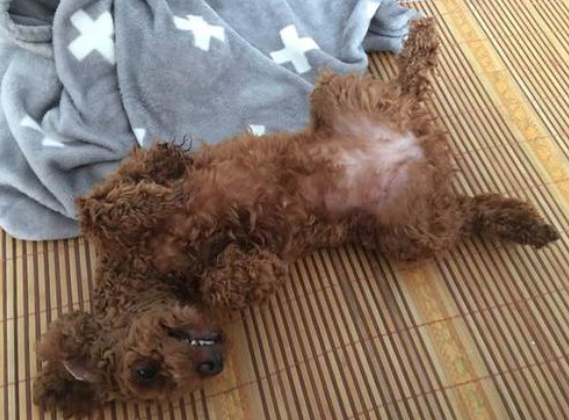 泰迪犬怎么睡觉？盘点泰迪犬的4大“睡姿”，都有其独有的意义