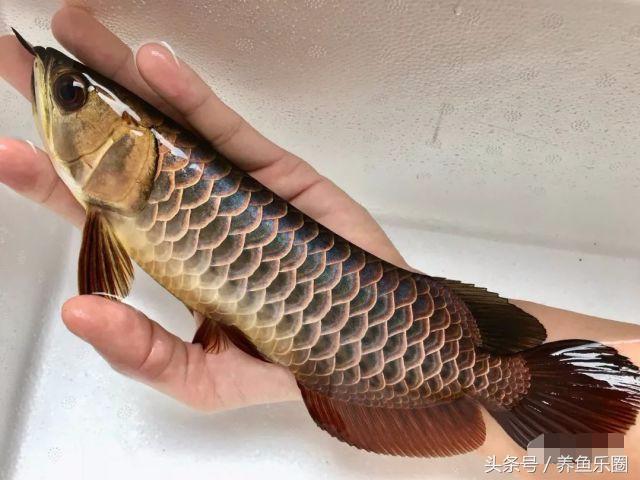 好的金龙鱼，这样饲养才更完美