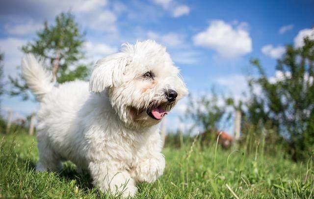 怎么去判断一只比熊犬是否纯种？根据比熊犬的外貌特征来判断是否是纯种