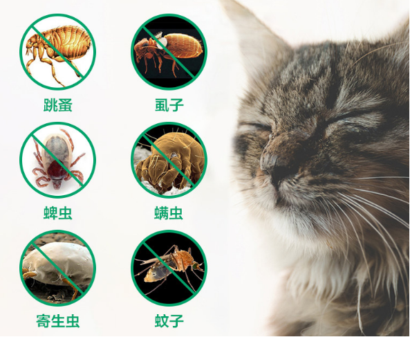猫咪身上有跳蚤怎么去除?教你5个小偏方,简单有效 猫咪身上有跳蚤怎么去除?教你5个小偏方,简单有效