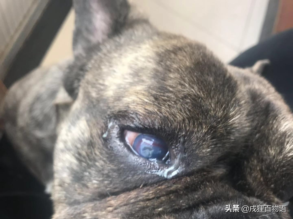 狗狗眼睛发红，是结膜炎还是角膜炎？教你辨别狗狗狗狗眼睛发红的情况
