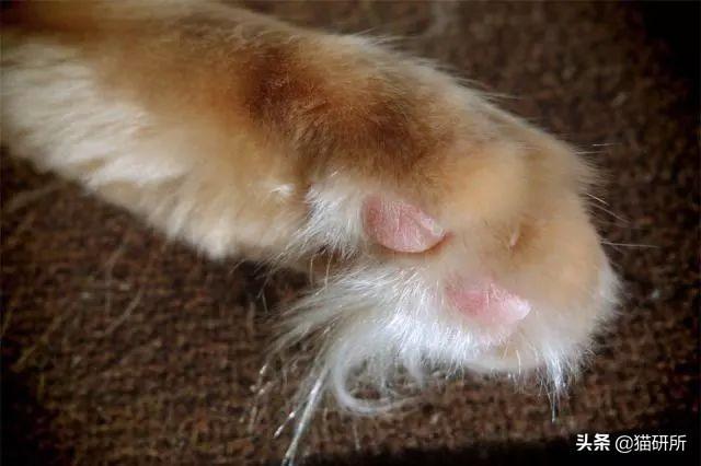 脚毛对猫有用吗？猫咪究竟需不需剃脚毛？如何正确修剪？