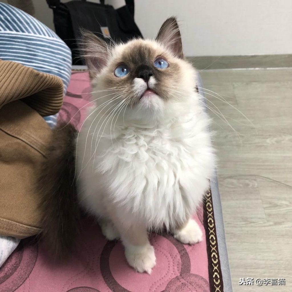 不是所有猫咪都能吃营养膏和化毛膏,营养膏知识你知道多少呢? 不是所有猫咪都能吃营养膏和化毛膏,营养膏知识你知道多少呢?