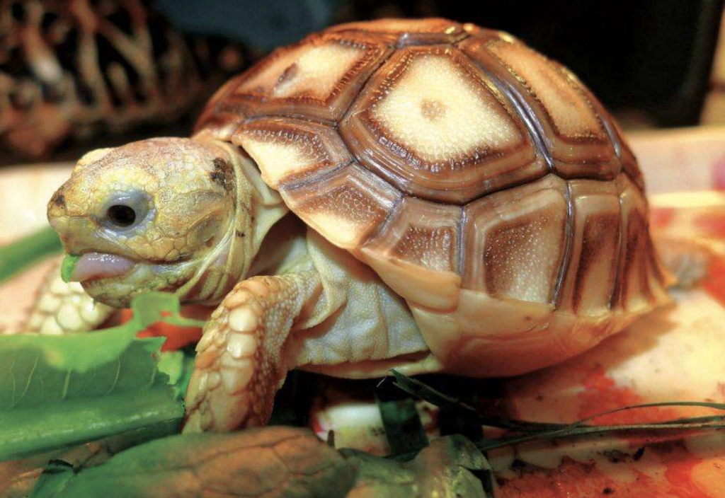 苏卡达陆龟的优缺点，关于那些缺点，我们怎么解决呢？