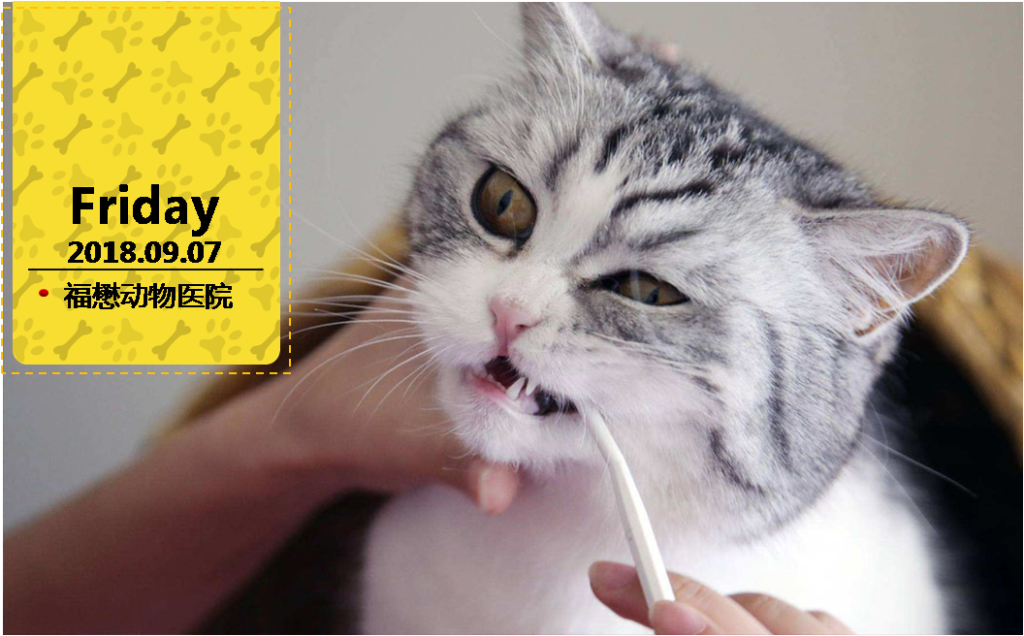 猫咪牙石病，预防胜于治疗