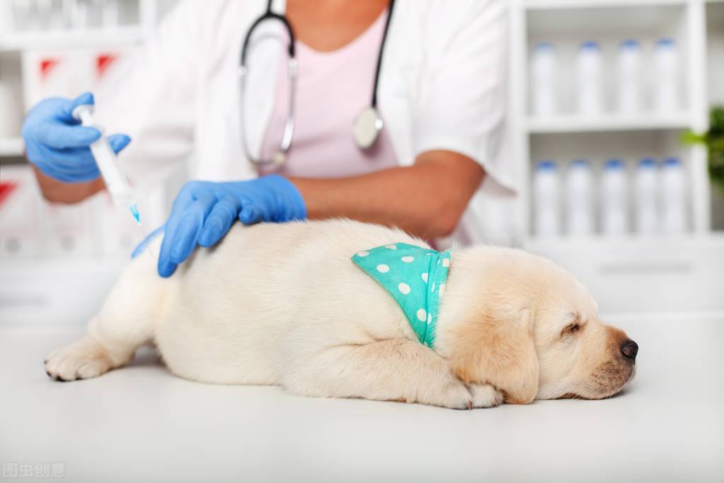 狗狗要打哪些疫苗？打疫苗后有什么注意事项？疫苗能提前或延后打吗？