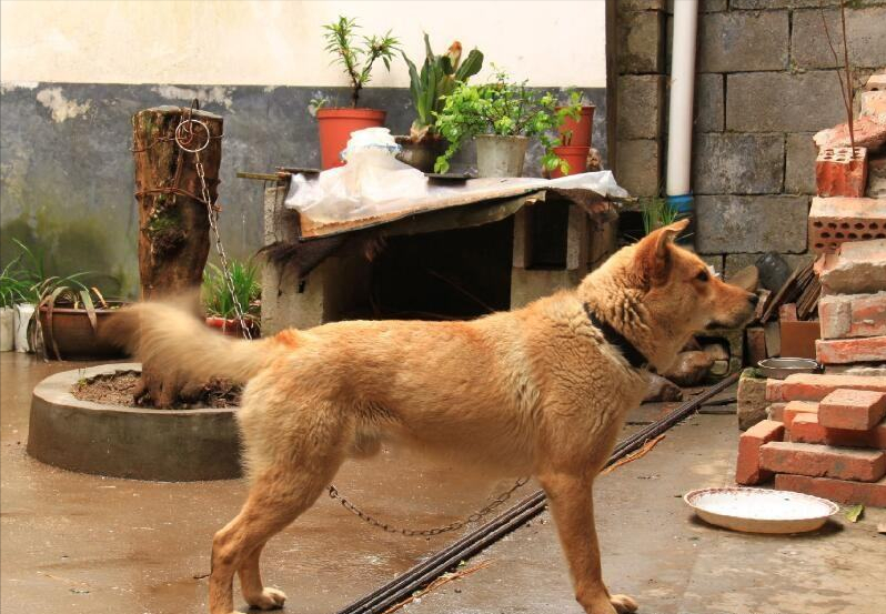 为什么说“中华田园犬”是最不值钱的狗？