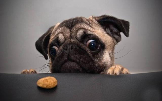 巴哥犬不仅长得丑，还喜欢放屁，为什么深受人们喜爱？